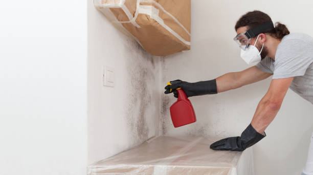 Professional Mold Remediation technician working in Brighton, MA