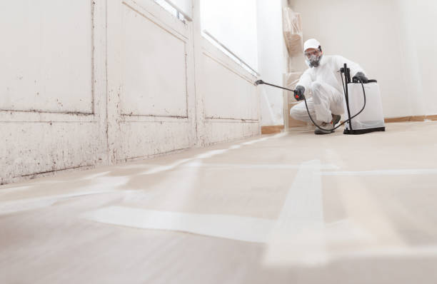 24/7 Emergency Mold Remediation experts in Brighton, MA